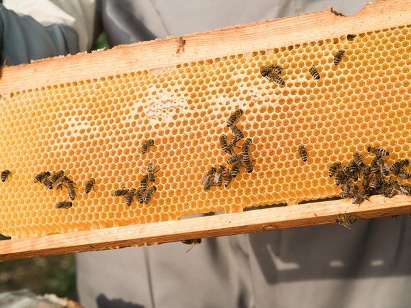 Installez des ruches en entreprise : un pas vers la durabilité